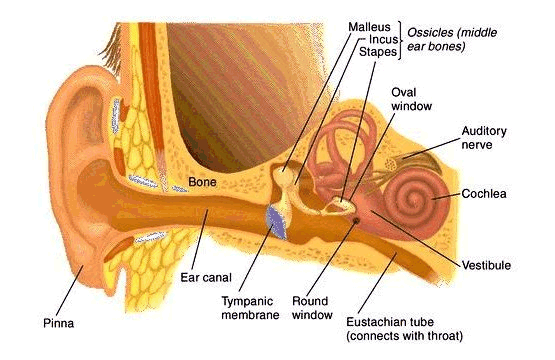 auditory apparatus