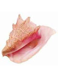 conch shell